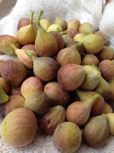 Figs