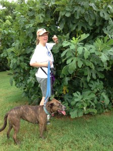 Julia picking figs