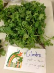 Cilantro